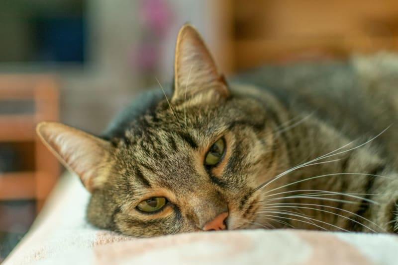 Fatty Tumor on Cat