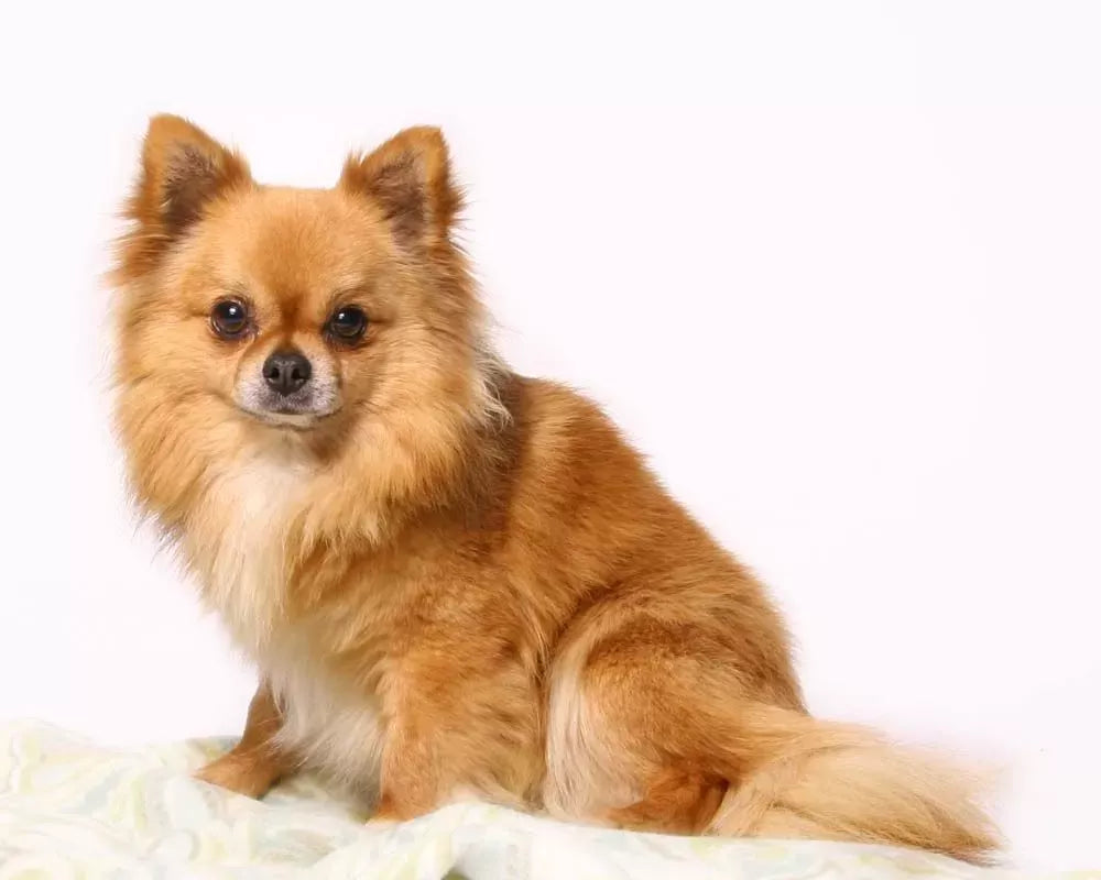 The Ultimate Guide to Long Hair Chihuahua