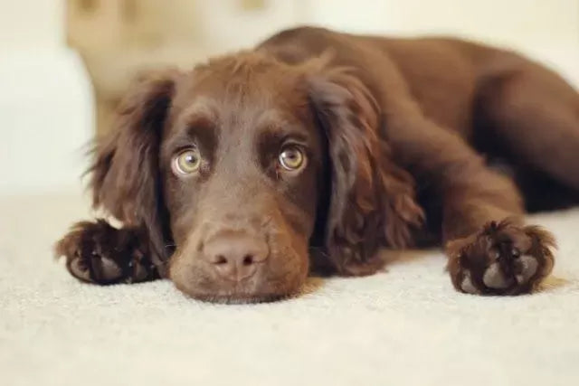 Do Cocker Spaniels Shed