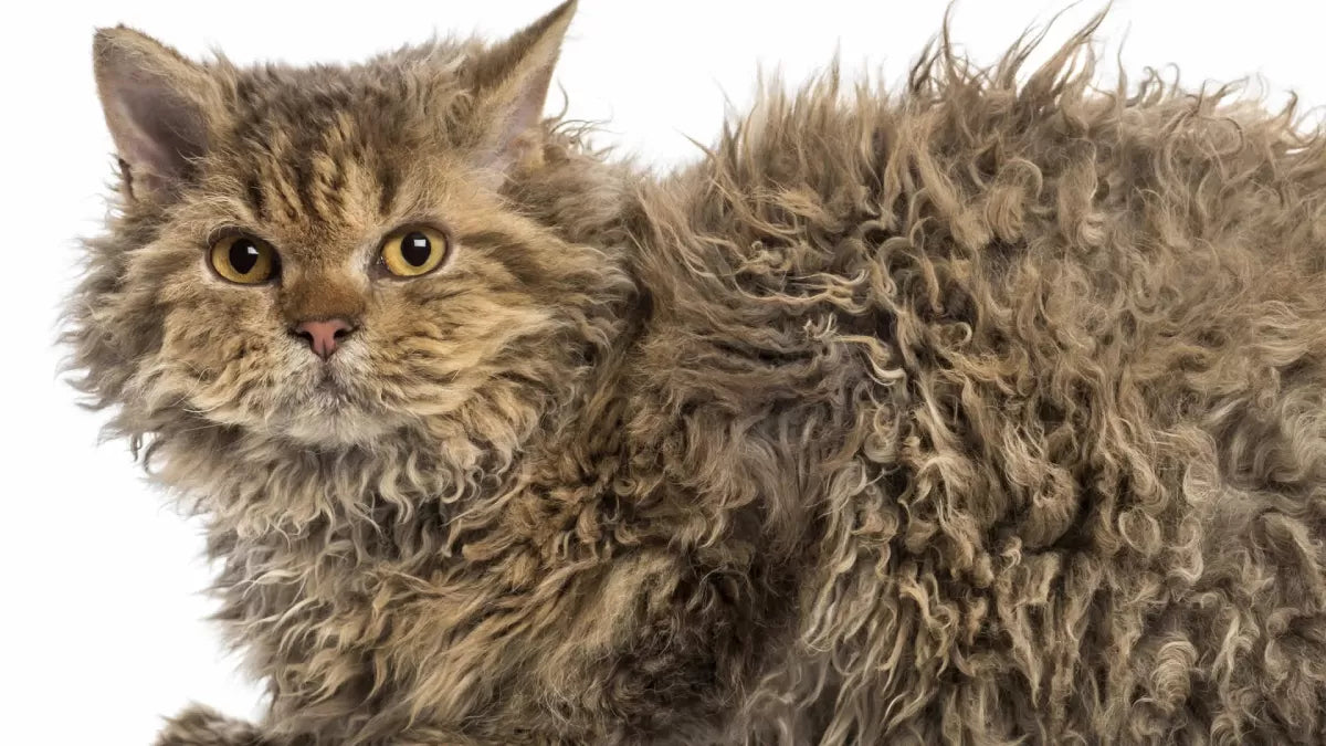 A Cat With Curly Hair: Unveiling the Charms and Cautions