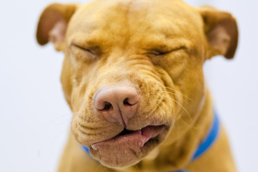 Environmental Allergies in Dogs: The Ultimate Guide
