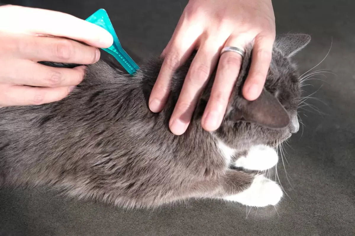 Cat Skin Allergies