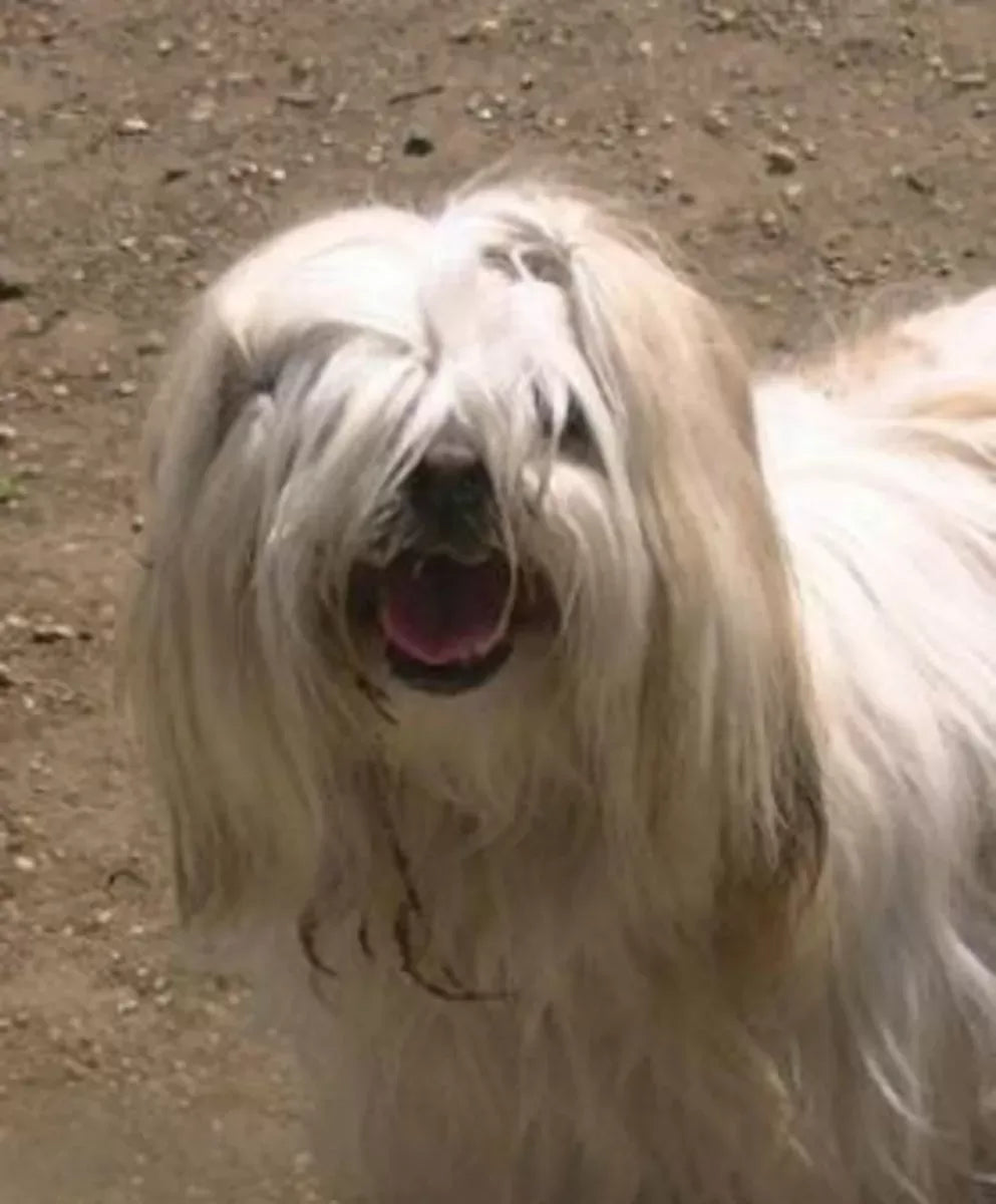8 Essential Tips for Managing Dog Hair Over Eyes