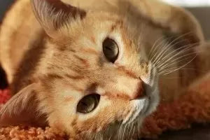 Blindness in Cats: Five Common Causes