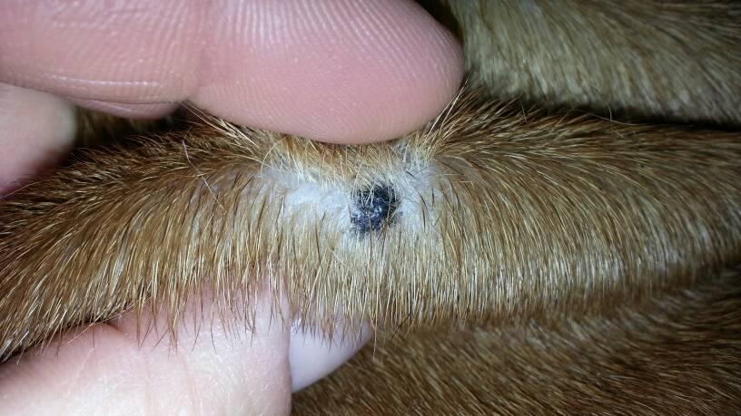 Moles on Dogs: Should You Be Concerned