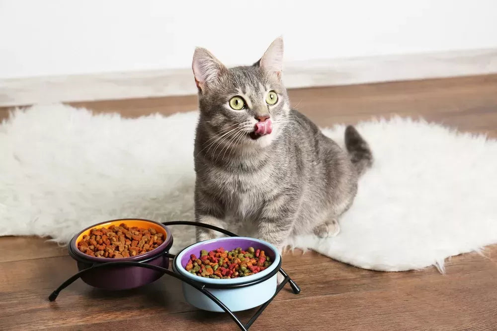 Why Is My Cat Eating So Much