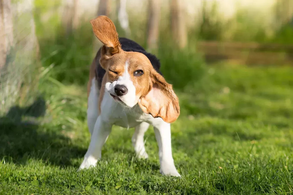 Exploring the Persistent Head-Shaking Behavior in Dogs