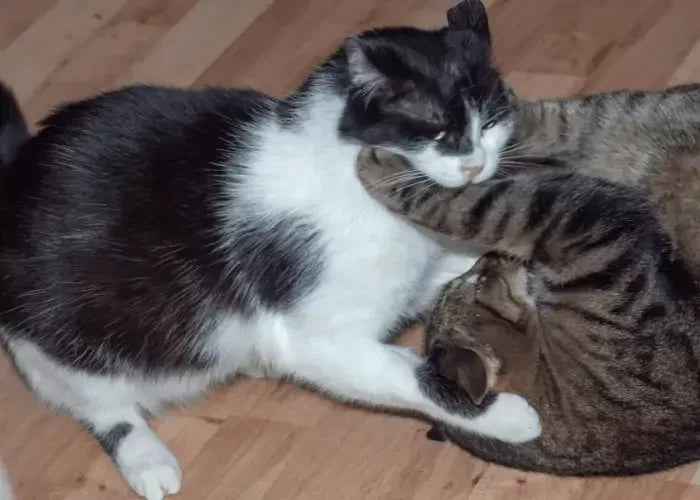 Why Do Cats Fight at Night: Unraveling the Feline Behavior