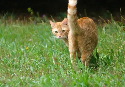 Navigating the Scent: Understanding Cat Anal Gland Smell