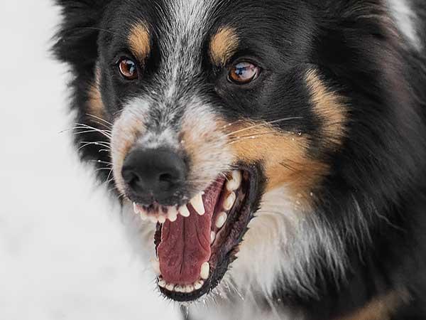 Rage Syndrome in Dogs​