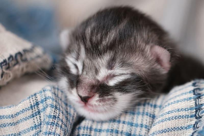 When Do Kittens Open Their Eyes