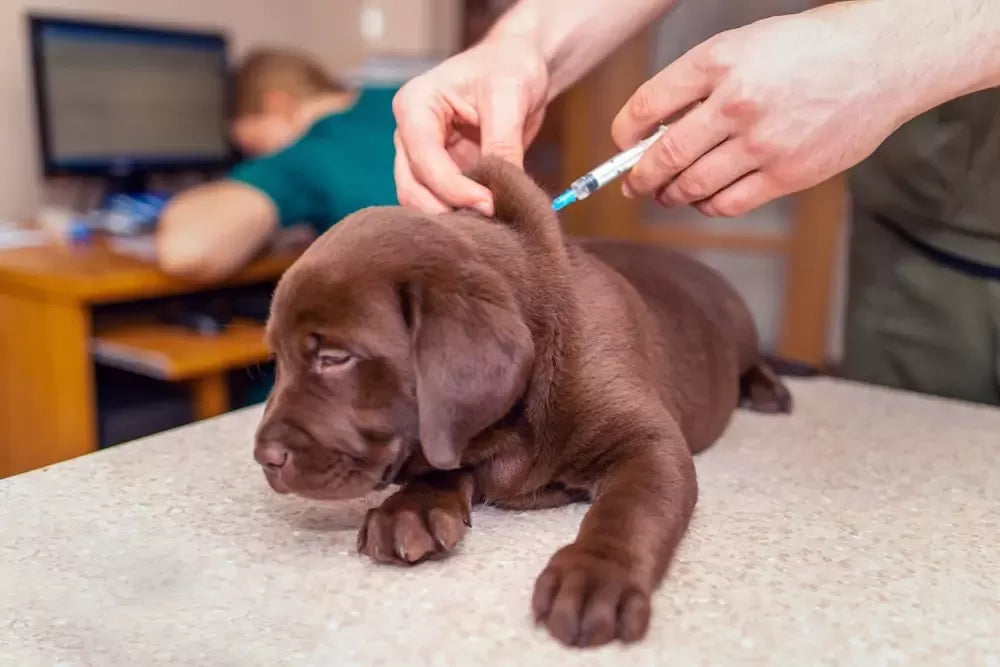 Canine Influenza Vaccine: Everything Dog Owners Need to Know