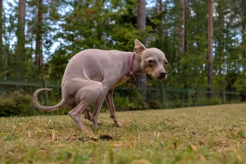 2024 Guide to Deal with Dog Diarrhea: Causes, Symptoms, and Treatment