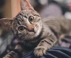 Cat Hot Spots Made Simple: Symptoms, Relief, and When to See a Vet
