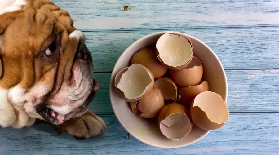 Can Dogs Eat Egg Shells