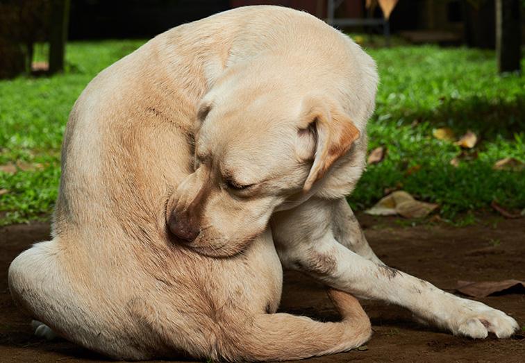 Food Allergies in Dogs: Exploring Dietary Risk Factors