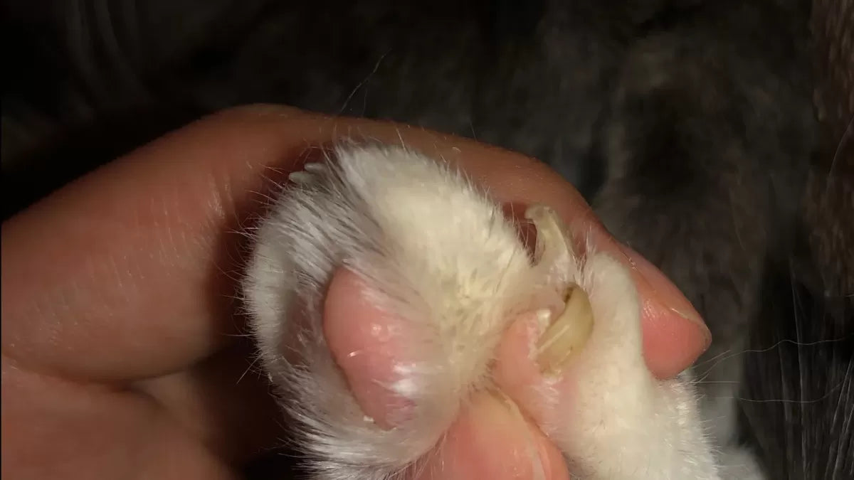 Cat Horned Paws