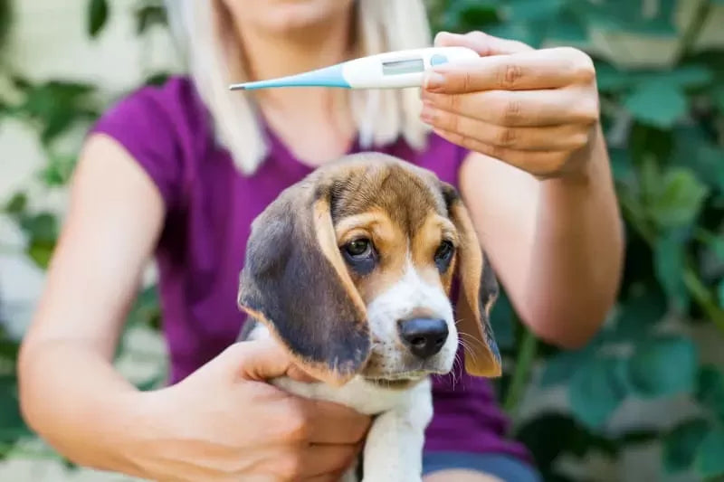 Why Are Dogs' Ears Hot?