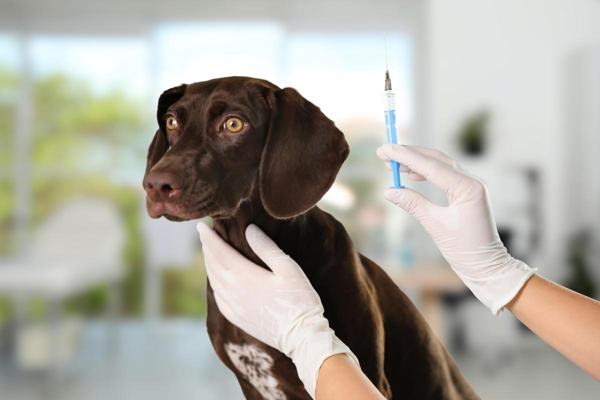 Joint Injections for Dogs: An In-Depth Guide