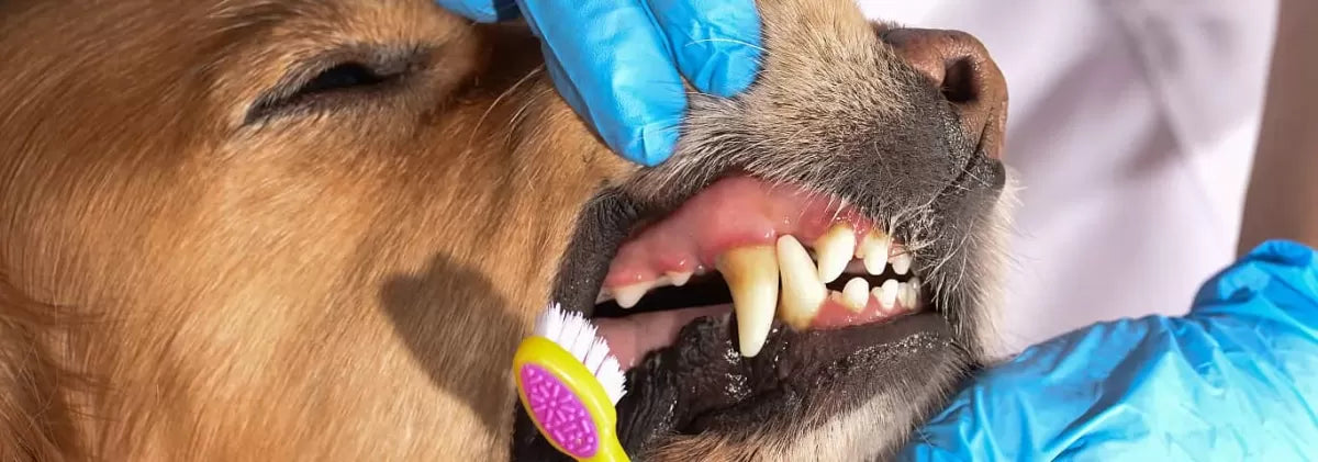 Gingivitis in Dogs