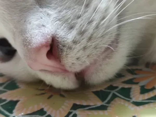 Cat Dry Nose