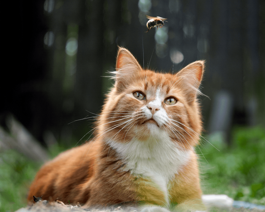 Bee Stings, Spider Bites, and More: Insect Allergies in Cats Explained