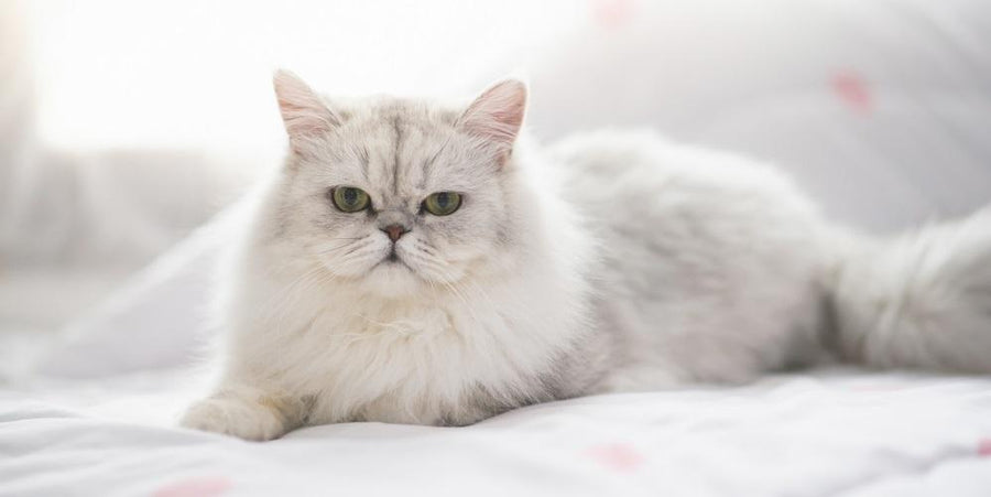 Cat Hotspot vs. Ringworm​
