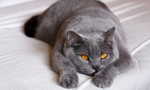 Symptoms, causes and care of cat miscarriage