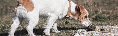 How to Stop Dogs From Eating Poop Home Remedies