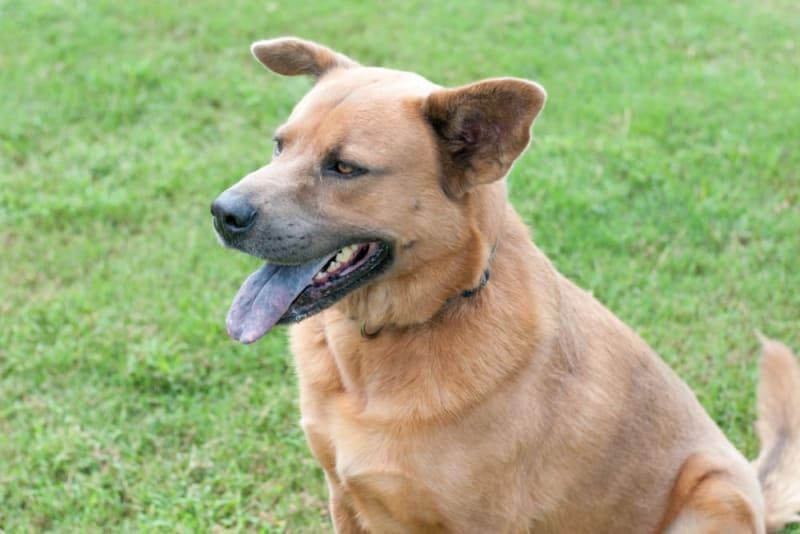 Cyanosis in Dogs: Understanding This Bluish or Purplish Discoloration