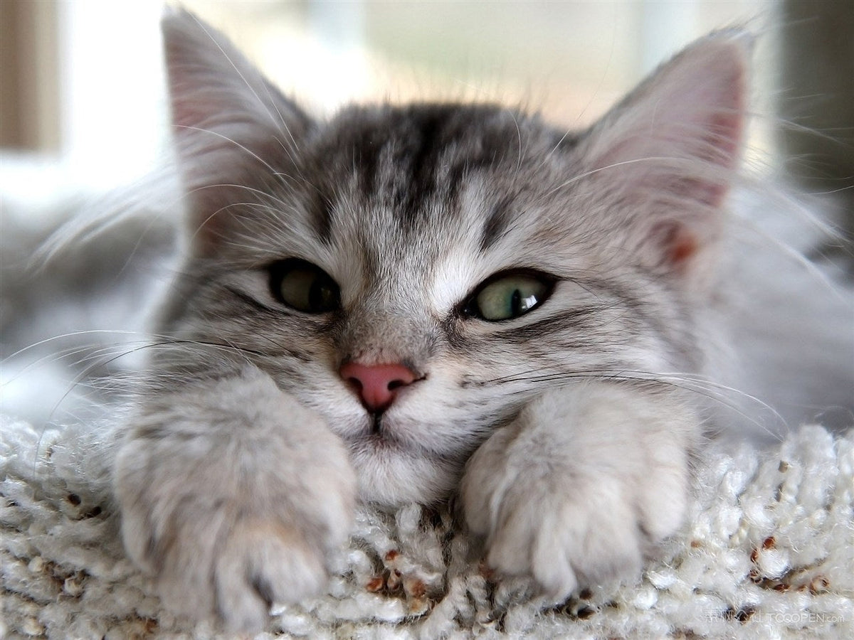 Exploring the Compatibility of Cats and Shrimp in Diet