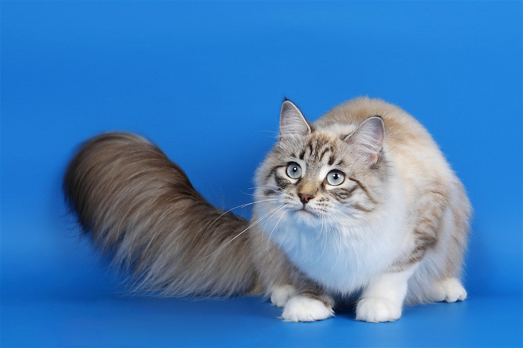 Uncovering the Reasons Behind Loud Purring