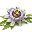 Passionflower