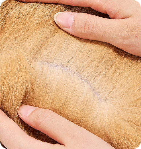Afeite el pelo de su mascota de las áreas afectadas.