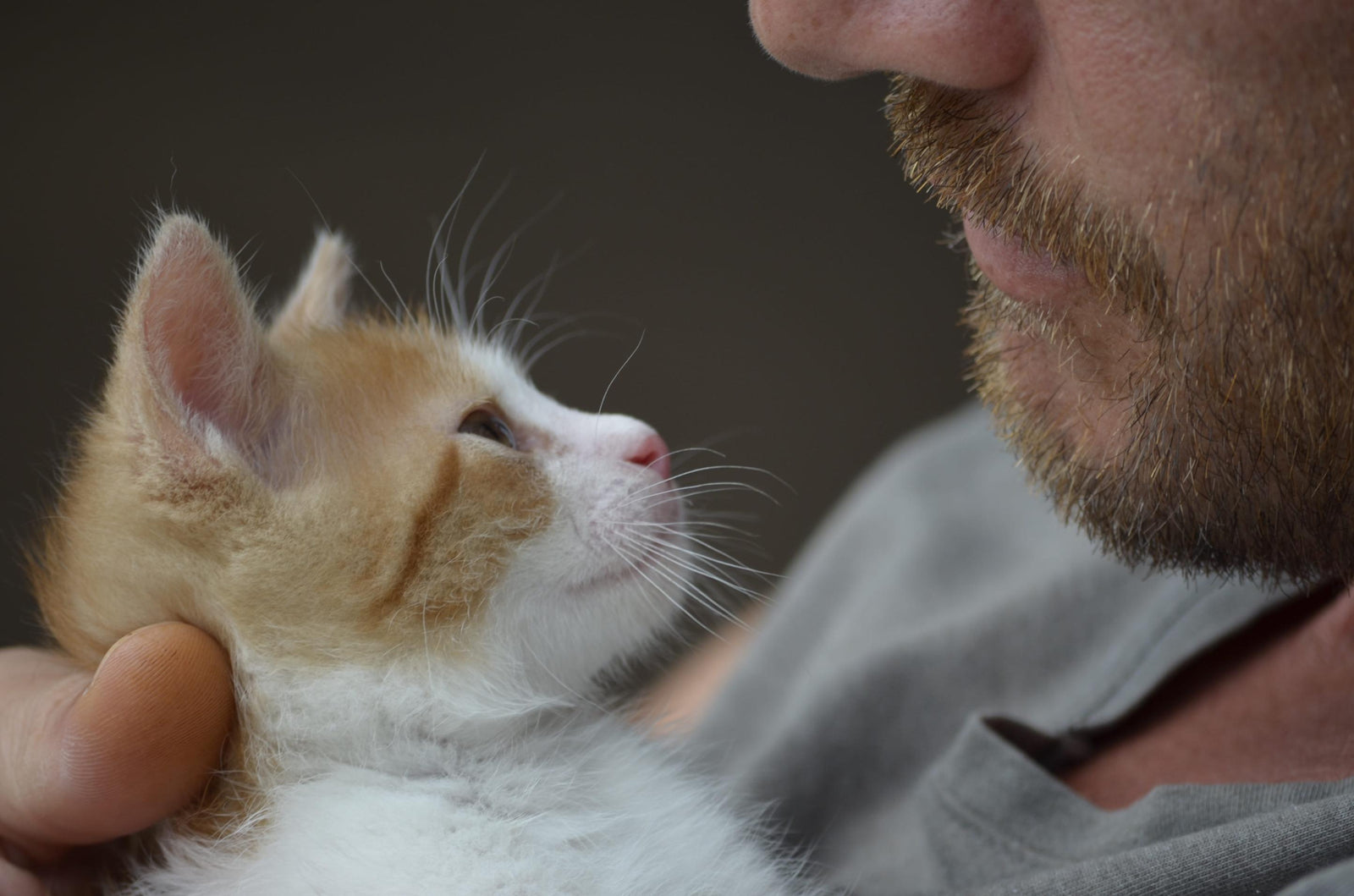 cats blogs