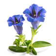 Gentiana