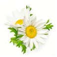 Chamomile