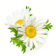 Chamomile
