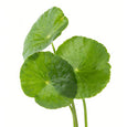 Centella Asiatica