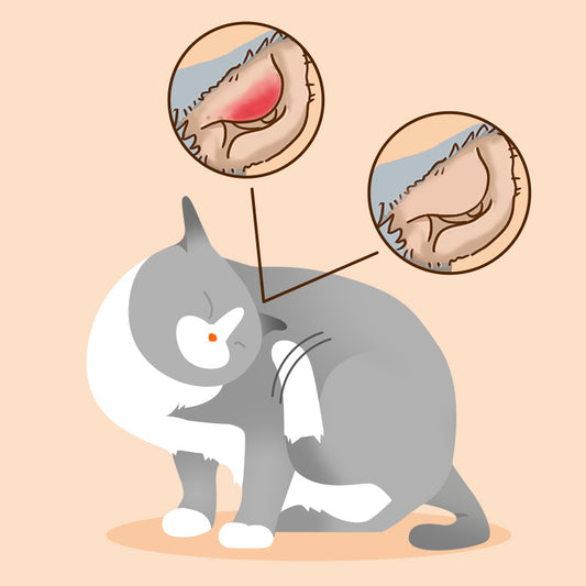 Puainta Quantum Silver Ear Drops for Dogs & Cats -Gentle Ear Care for Smelly& Sensitive Ears