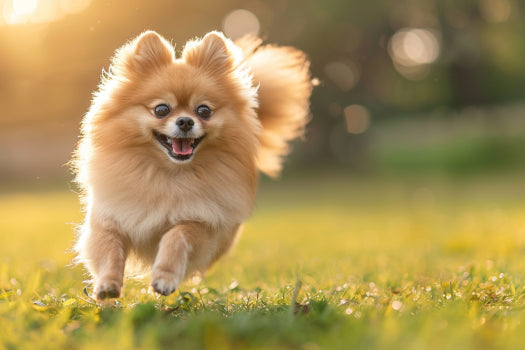 Hot Spots on Dogs