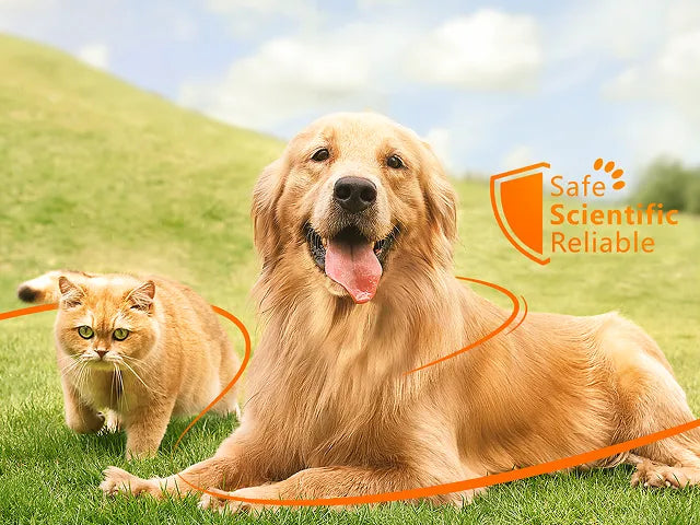 Mascotas sanas disfrutando del tiempo al aire libre