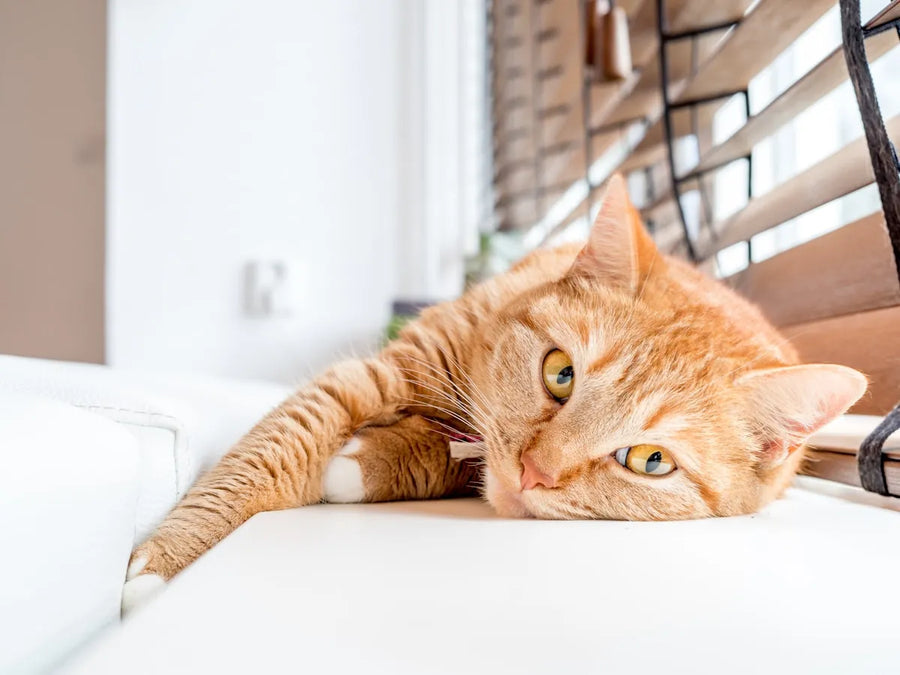 Relaxed cat with healthy ears
