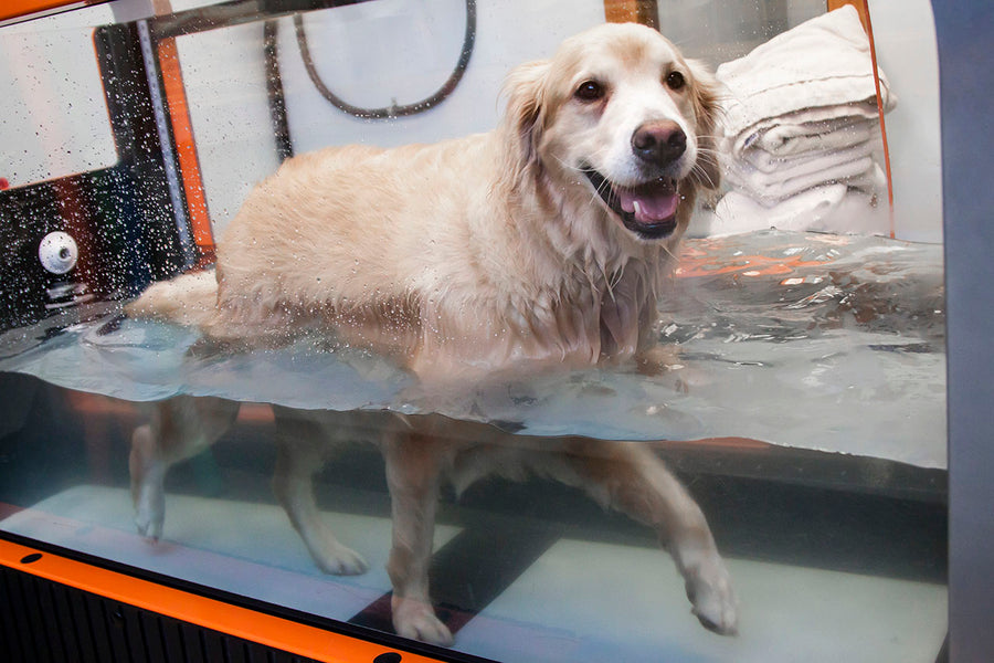 Hip Dysplasia in Dogs