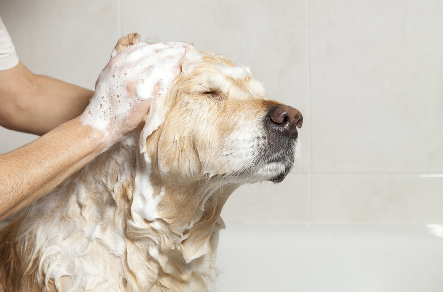 Can You Use Human Shampoo on Dogs