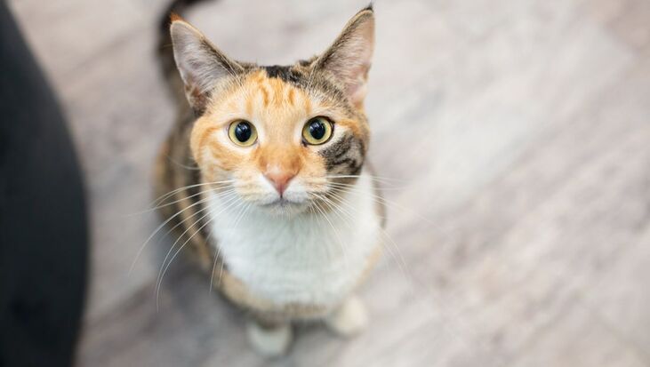 Do Cats Know Their Names? A Look into Feline Recognition and Communication