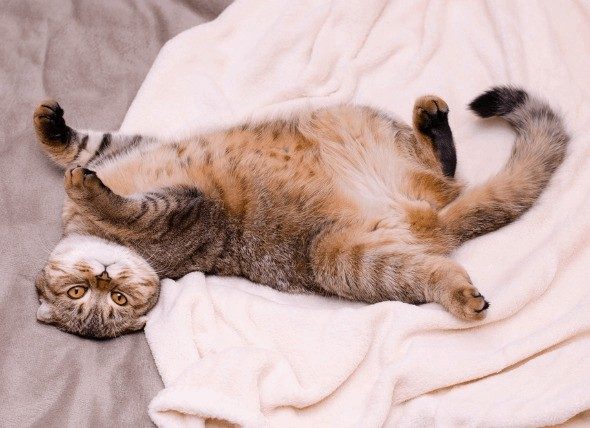 Why Is My Cat Staring At Me?Decoding Your Cat's Body Language and Health