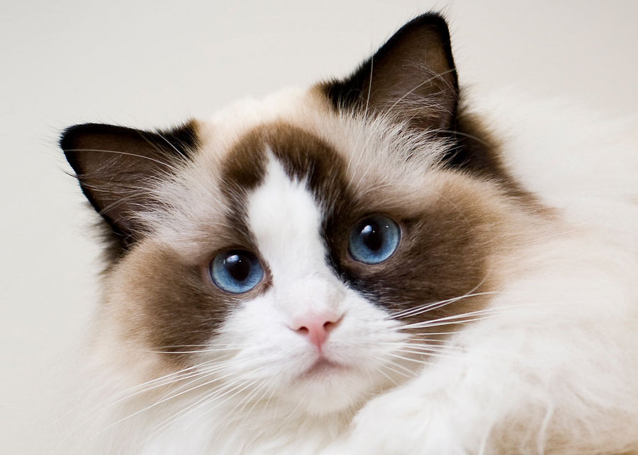 A Cat Butt Is Red: Understanding Feline Health and Behavior