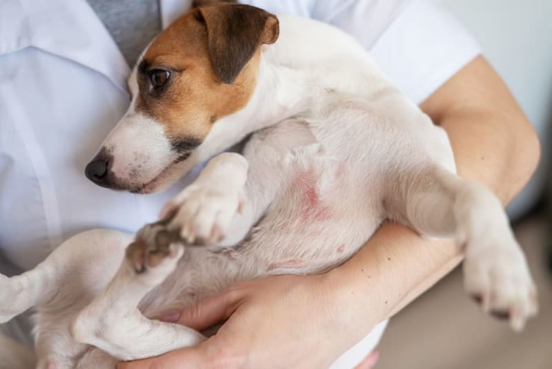 Guide to Treat Dog Skin Irritation