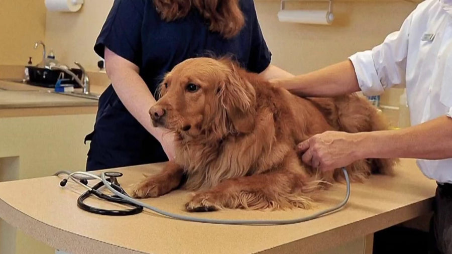 Lung Disease in Dogs